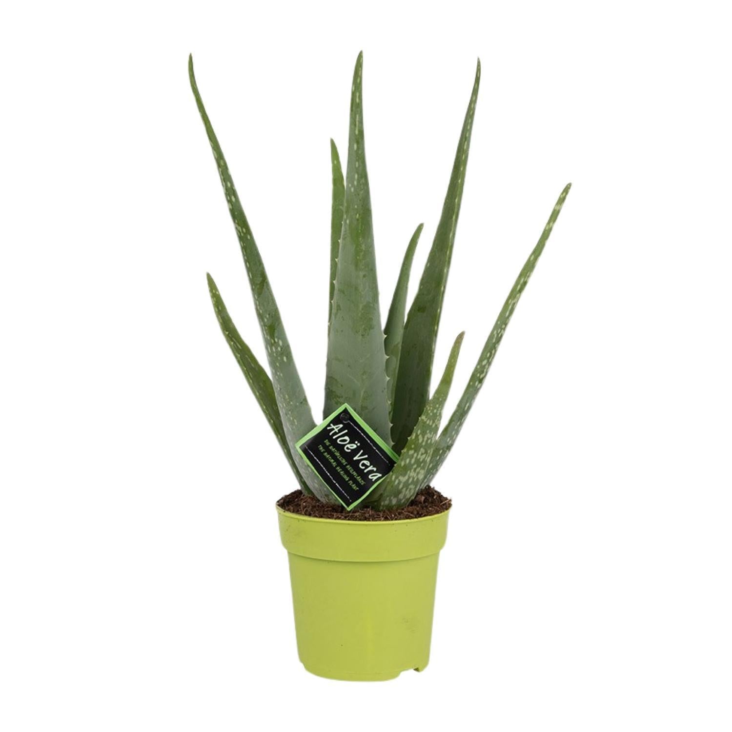 Everspring Aloe vera - ø12cm - ↑↓f45cm aloe vera - ø12cm - ↑↓f45cm