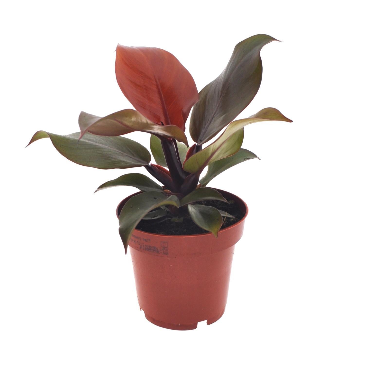Everspring Philodendron imperial red - ø12cm - ↑↓f25cm philodendron imperial red - ø12cm - ↑↓f25cm