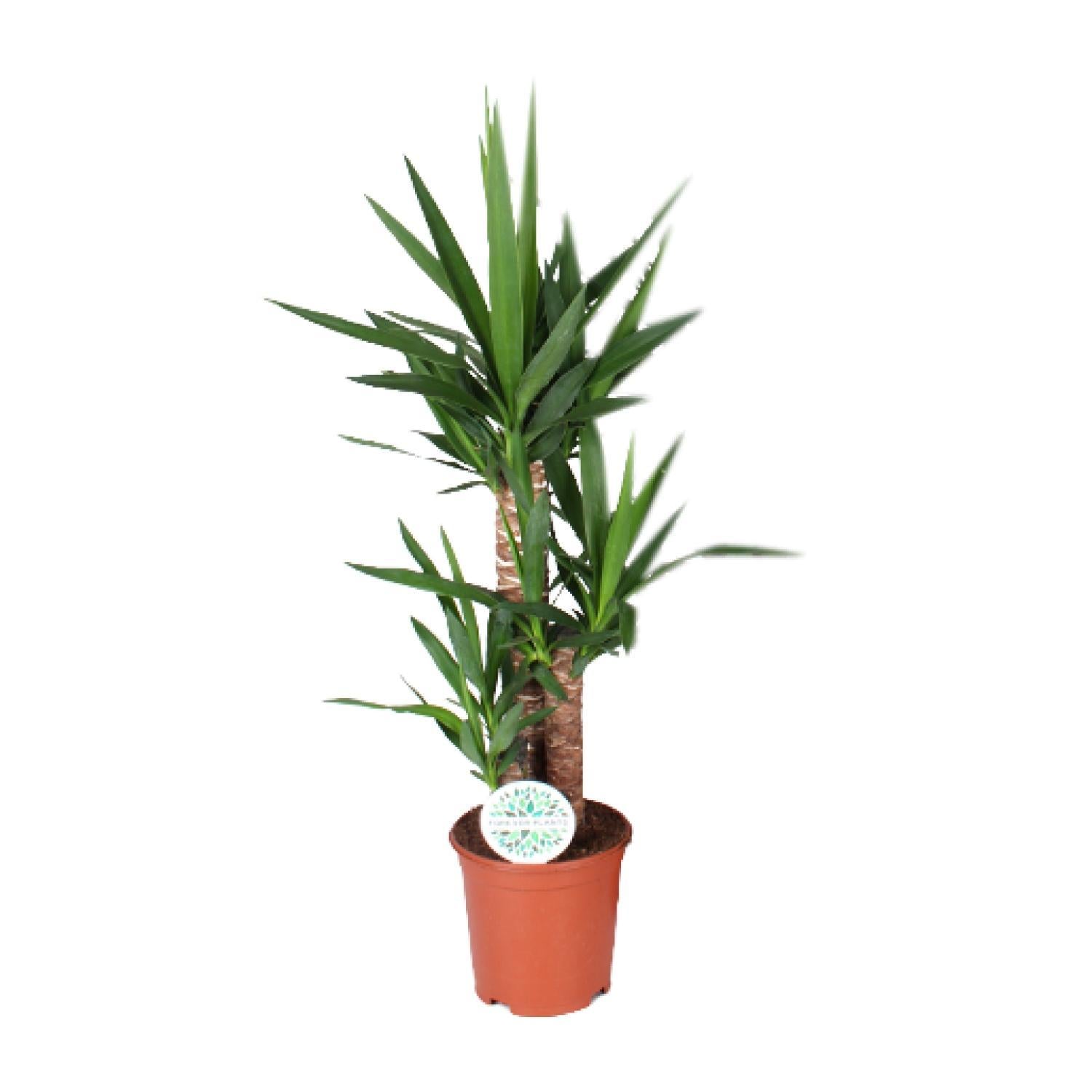 Everspring Yucca - ø21cm - ↑↓f90cm yucca - ø21cm - ↑↓f90cm