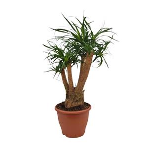 Everspring Beaucarnea nolina - ø26cm - ↑↓f75cm beaucarnea nolina - ø26cm - ↑↓f75cm