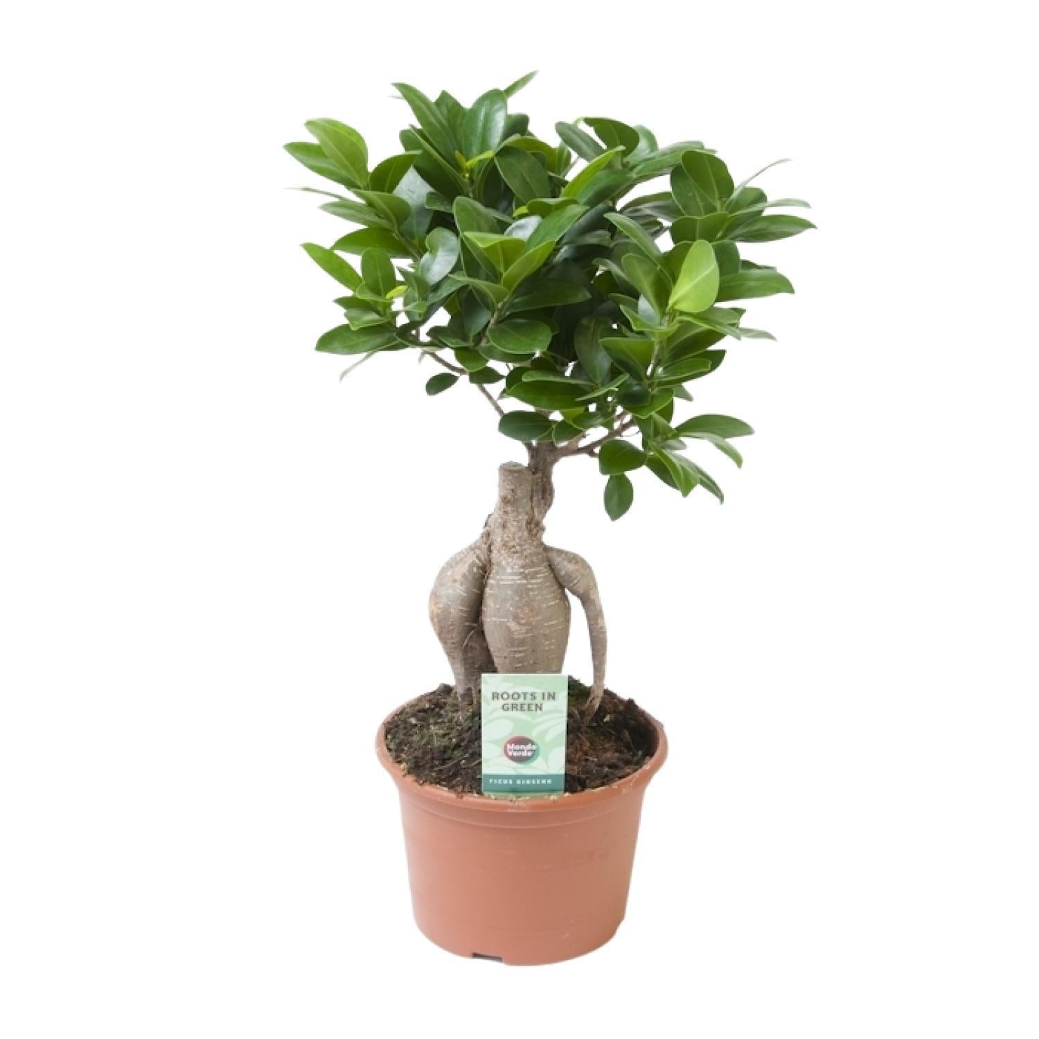 Everspring Ficus ginseng - ø15cm - ↑↓f35cm ficus ginseng - ø15cm - ↑↓f35cm