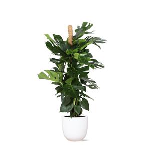 Everspring Monstera deliciosa mosstok - ø27cm - ↑↓f150cm monstera deliciosa mosstok ø27cm ↑↓f150cm in boule wit pot