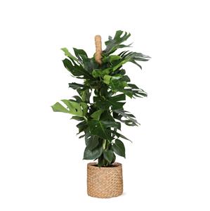 Everspring Monstera deliciosa mosstok - ø27cm - ↑↓f150cm monstera deliciosa mosstok ø27cm ↑↓f150cm in albury natural mand