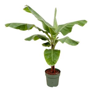 Everspring Bananenplant (musa) - 150cm - ø30 bananenplant (musa) - 150cm - ø30