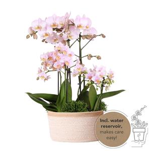 Everspring Kolibri orchids | roze phalaenopsis orchidee -mineral kikion - potmaat ø12cm | bloeiende kamerplant - vers van de kweker kolibri orchids | roze plantenset