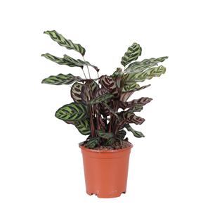 Everspring Calathea makoyana ø21cm - ↑↓f70cm calathea makoyana ø21cm - ↑↓f70cm