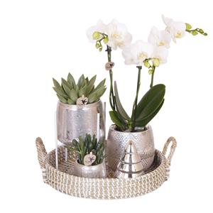 Everspring Kolibri orchids | witte phalaenopsis orchidee - amabilis - potmaat ø9cm | bloeiende kamerplant - vers van de kweker kolibri company | gift set christmas s