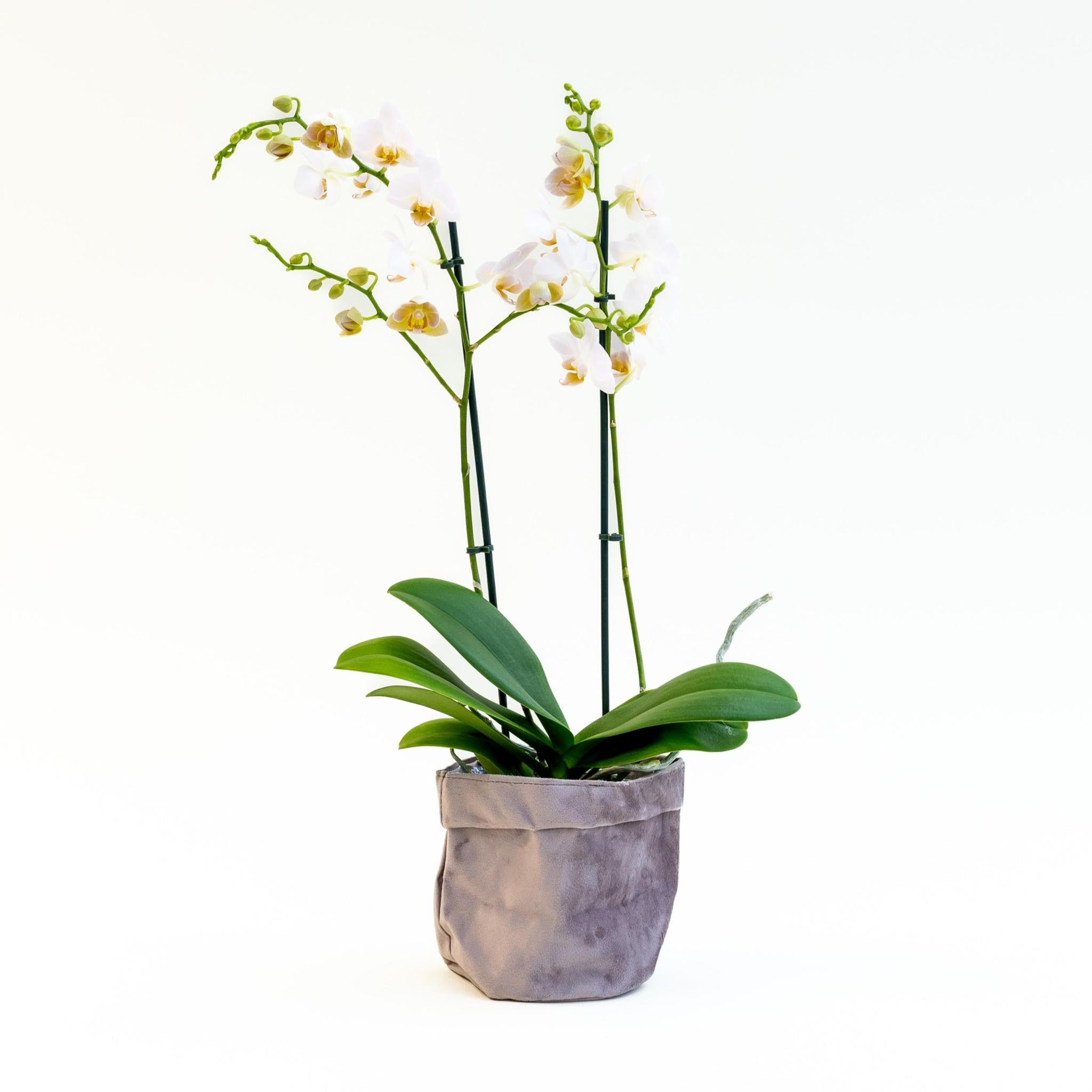 Everspring Plant phalaenopsis with velvet pot plant phalaenopsis with velvet pot