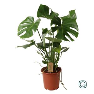 Everspring Monstera deliciosa p21 - ø21cm - ↑↓f60cm monstera deliciosa p21 - ø21cm - ↑↓f60cm