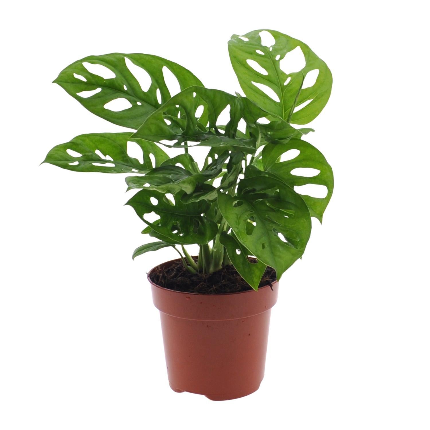 Everspring Monstera monkey leaf (gatenplant) - ø12cm - ↑↓f30cm monstera monkey leaf (gatenplant) - ø12cm - ↑↓f30cm