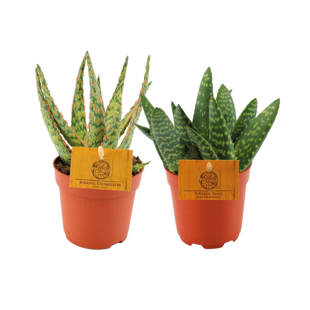 Everspring Aloe hybride 10,5cm - ø10,5cm - ↑↓f15cm aloe duo - 2 stuks - ø10,5cm - ↑↓f15cm