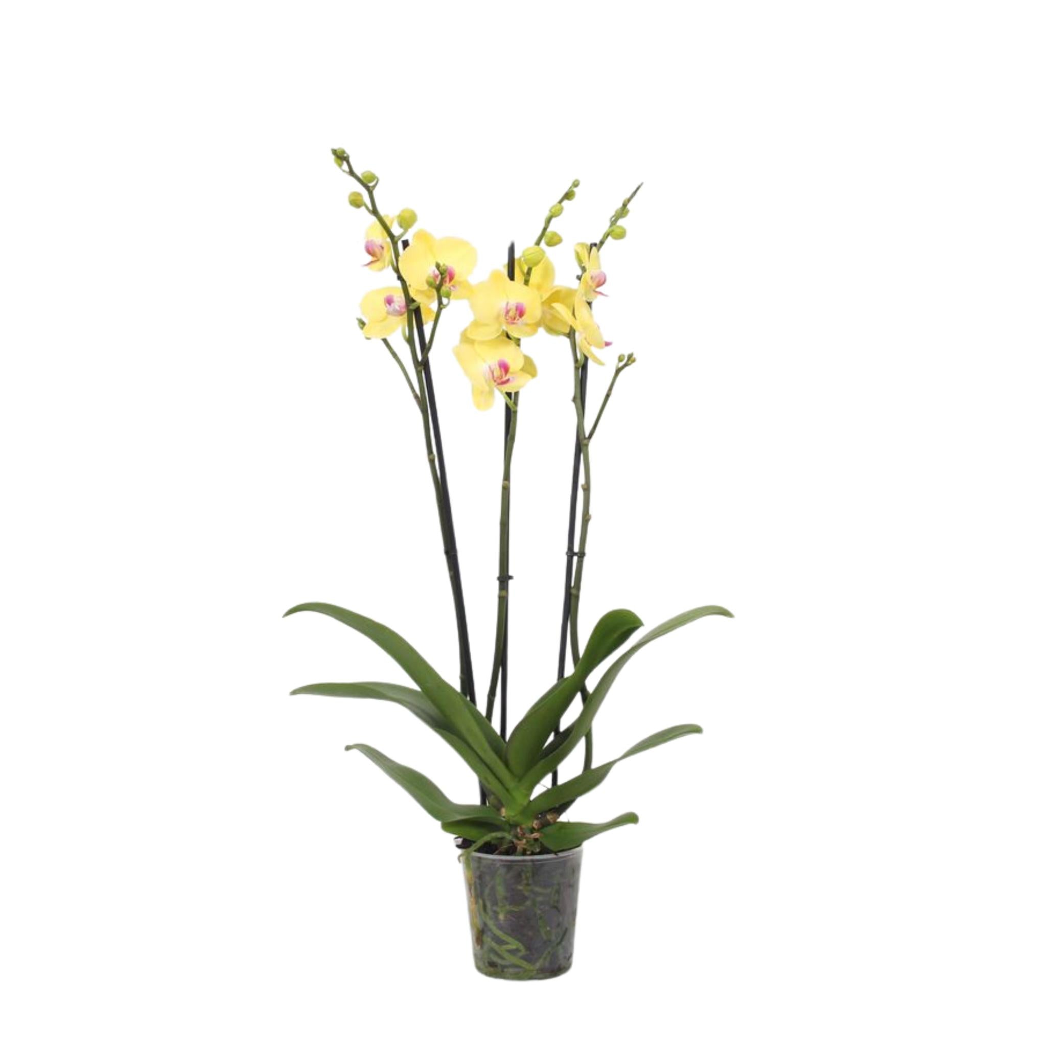 Everspring Phalaenopsis lime light - 3 tak - 60 cm - ø12cm phalaenopsis lime light - 3 tak - 60 cm - ø12cm