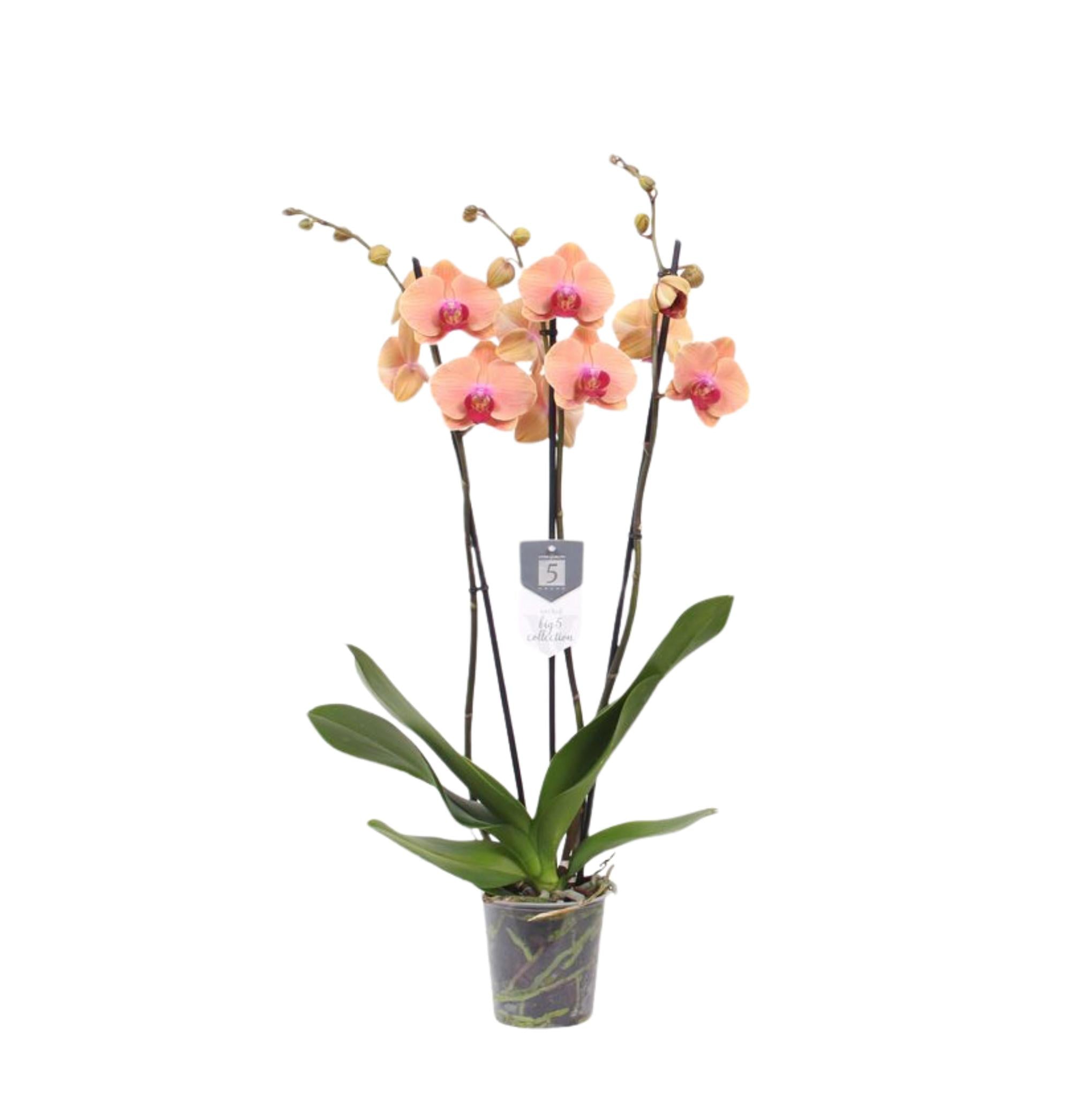 Everspring Phalaenopsis carribean dream - 3 tak - 60 cm - ø12cm phalaenopsis carribean dream - 3 tak - 60 cm - ø12cm