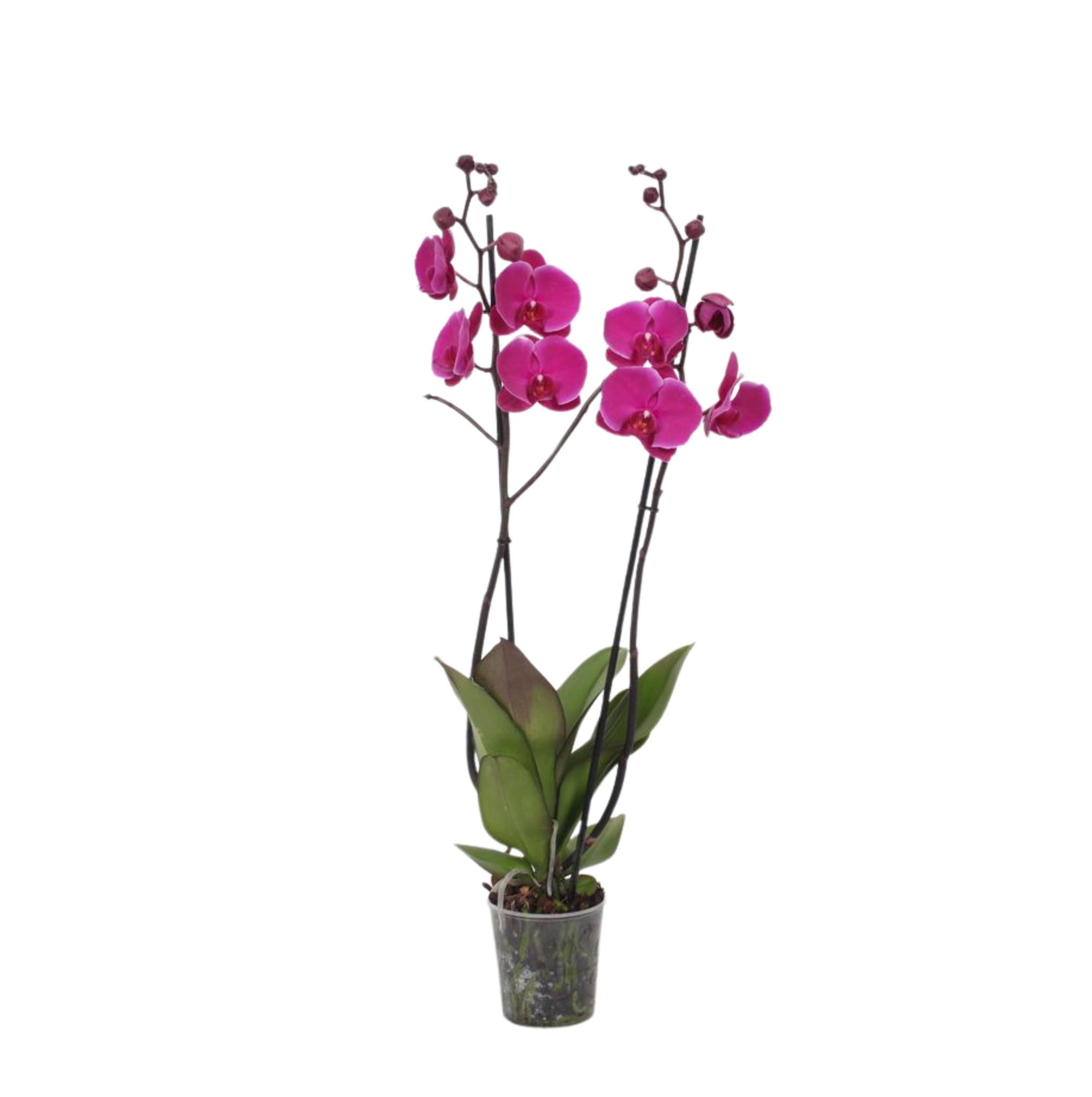Everspring Phalaenopsis joyride - 3 tak - 60 cm - ø12cm phalaenopsis joyride - 3 tak - 60 cm - ø12cm