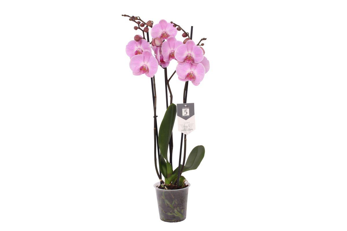 Everspring Phalaenopsis elion - 3 tak - 60 cm - ø12cm phalaenopsis elion - 3 tak - 60 cm - ø12cm
