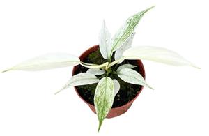 Everspring Philodendron florida ghost - ø10,5cm - ↑↓f15cm philodendron florida ghost - ø10,5cm - ↑↓f15cm