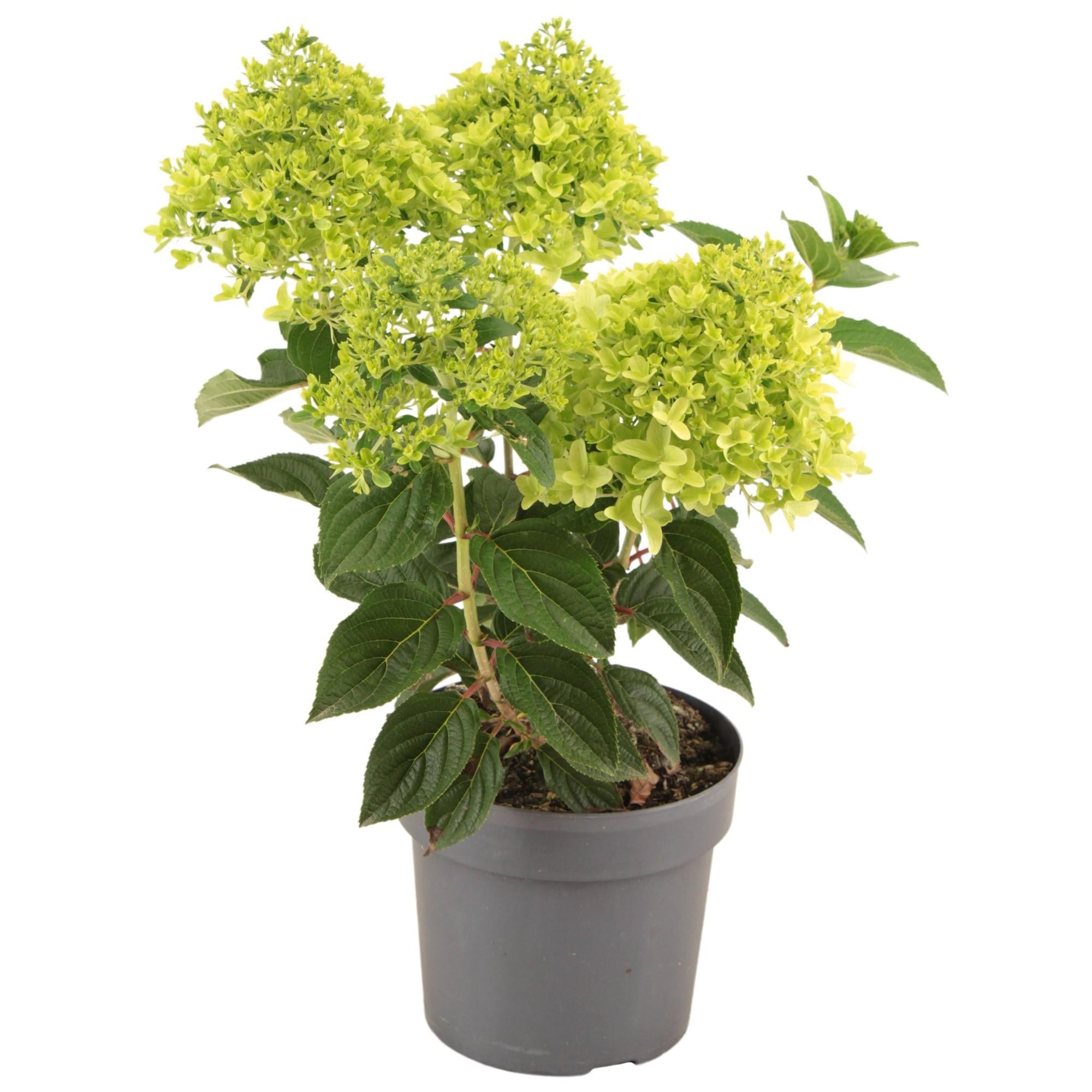 Everspring Hydrangea paniculata whitelight p17 - ø17cm - ↑↓f45cm hydrangea paniculata whitelight p17 - ø17cm - ↑↓f45cm