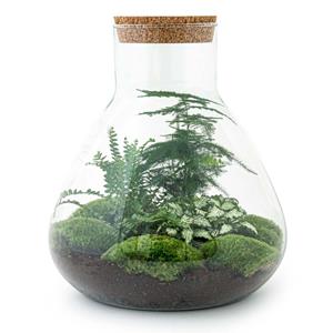 Everspring Diy terrarium - sam xl - ↑↓f 35 cm diy terrarium - sam xl - ↑↓f 35 cm - normal