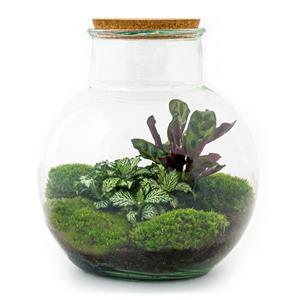 Everspring Diy terrarium - teddy - ↑↓f 26,5 cm diy terrarium - teddy - ↑↓f 26,5 cm - normal