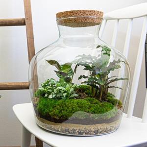 Everspring Diy terrarium -  fat joe - ↑↓f 30 cm diy terrarium -  fat joe - ↑↓f 30 cm - normal