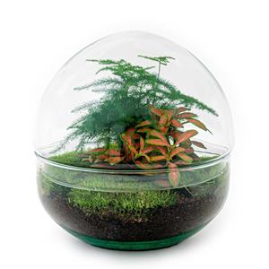 Everspring Diy terrarium - dome red - ↑↓f 20 cm diy terrarium - dome red - ↑↓f 20 cm - normal