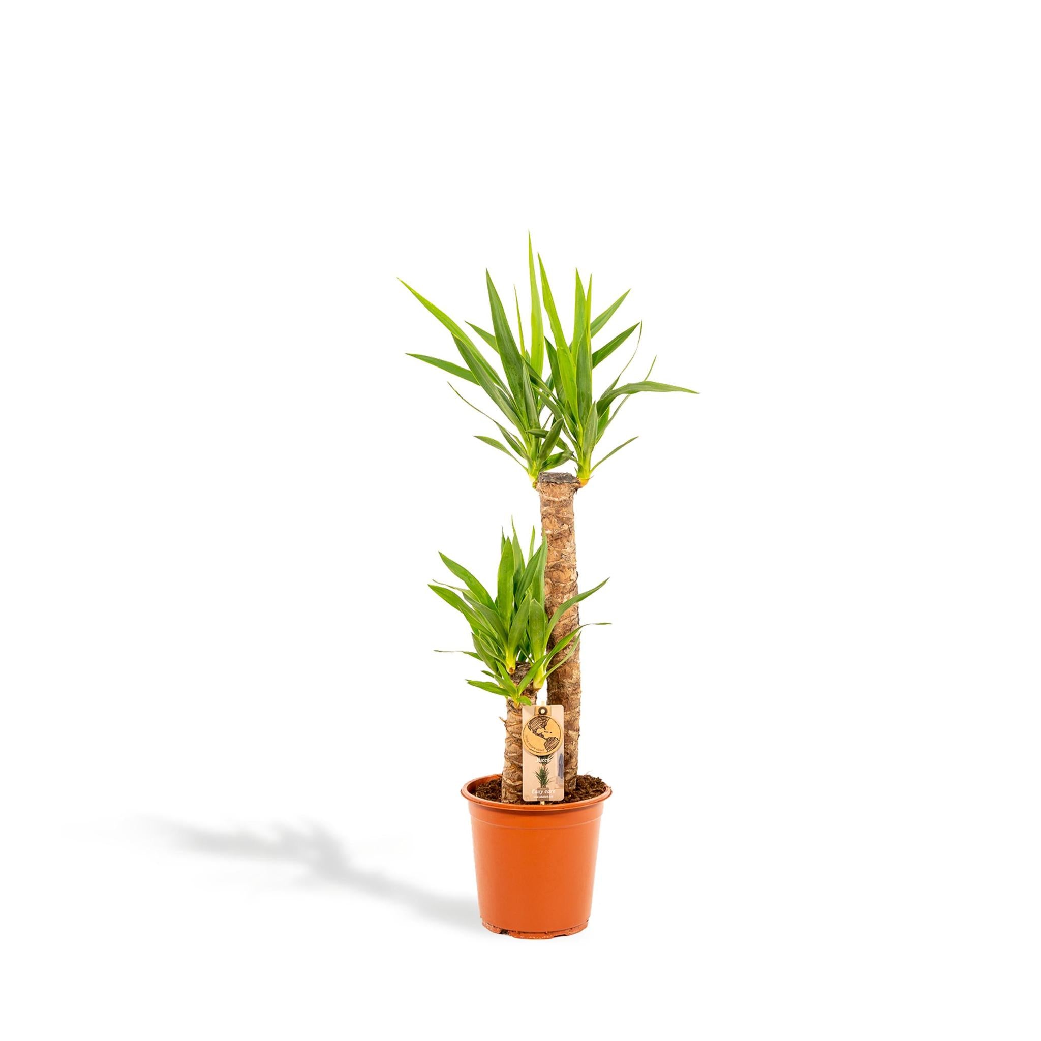 Hello Plants | Palmlilie Newa