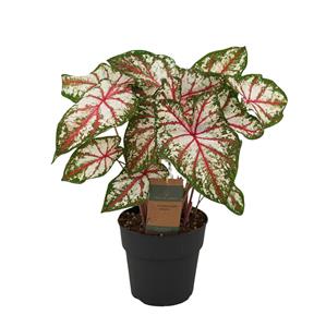 Everspring Caladium tapestry - 65 cm - ø21cm