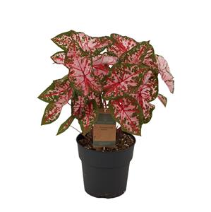 Everspring Caladium carolyn whorton - 65 cm - ø21cm