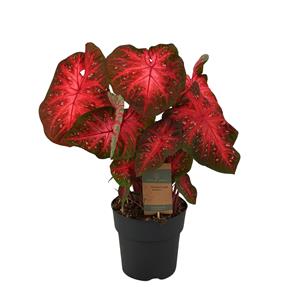 Everspring Caladium red flash - 65 cm - ø21cm