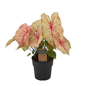 Everspring Caladium autumn beauty - 65 cm - ø21cm