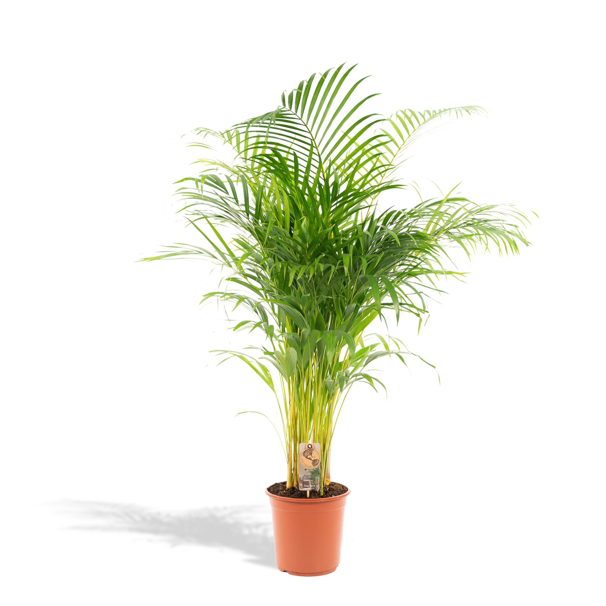 Everspring Areca palm areca palm - ø24cm - ↑↓f130cm