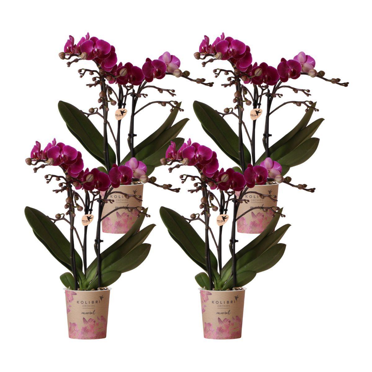 Everspring Kolibri orchids | paarse phalaenopsis orchidee - morelia - potmaat ø9cm | bloeiende kamerplant - vers van de kweker kolibri orchids | combi deal van 4 paa