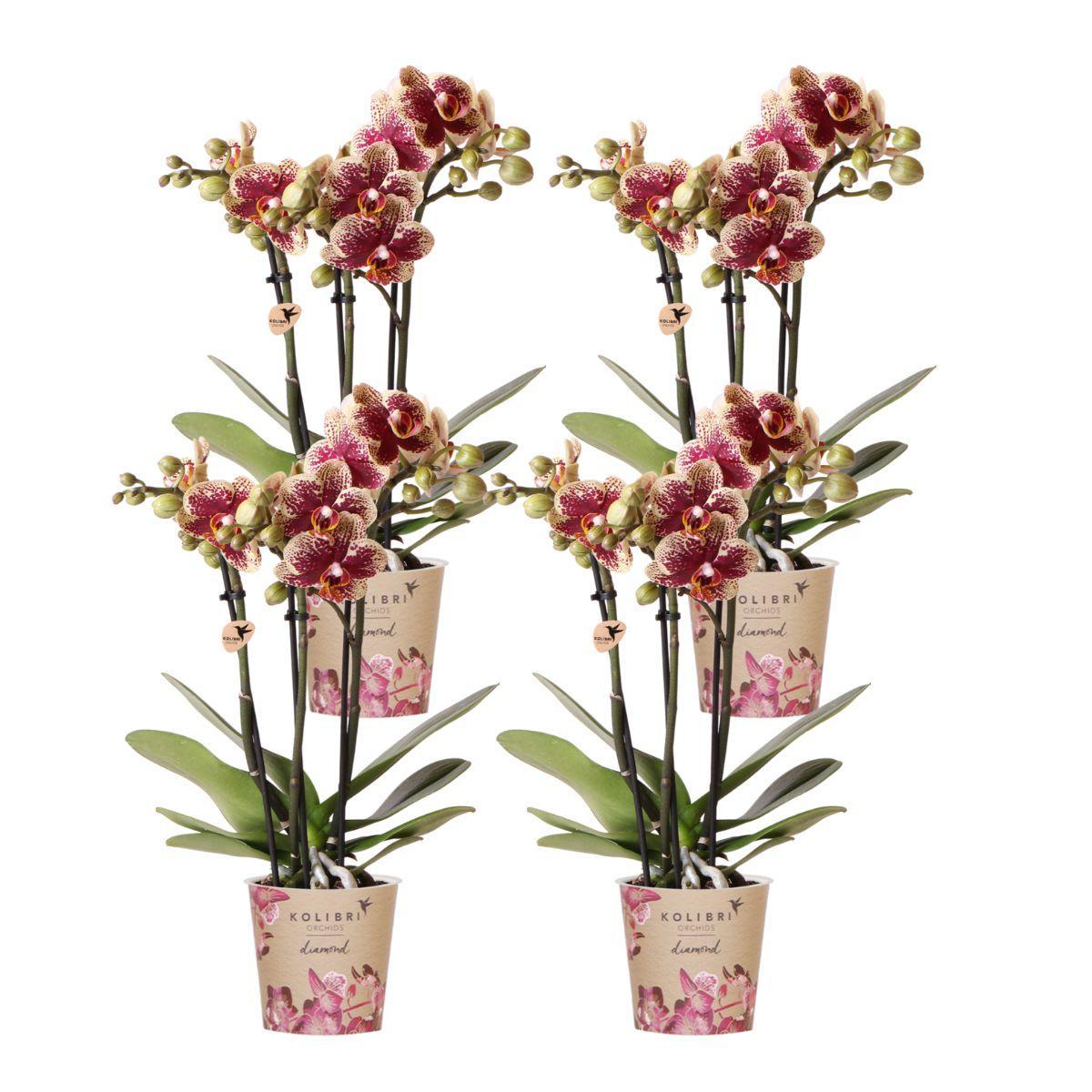 Everspring Geel rode phalaenopsis orchidee - spain - potmaat ø9cm | bloeiende kamerplant - vers van de kweker kolibri orchids | combi deal van 4 geel rode phalaenopsis orchidee&e