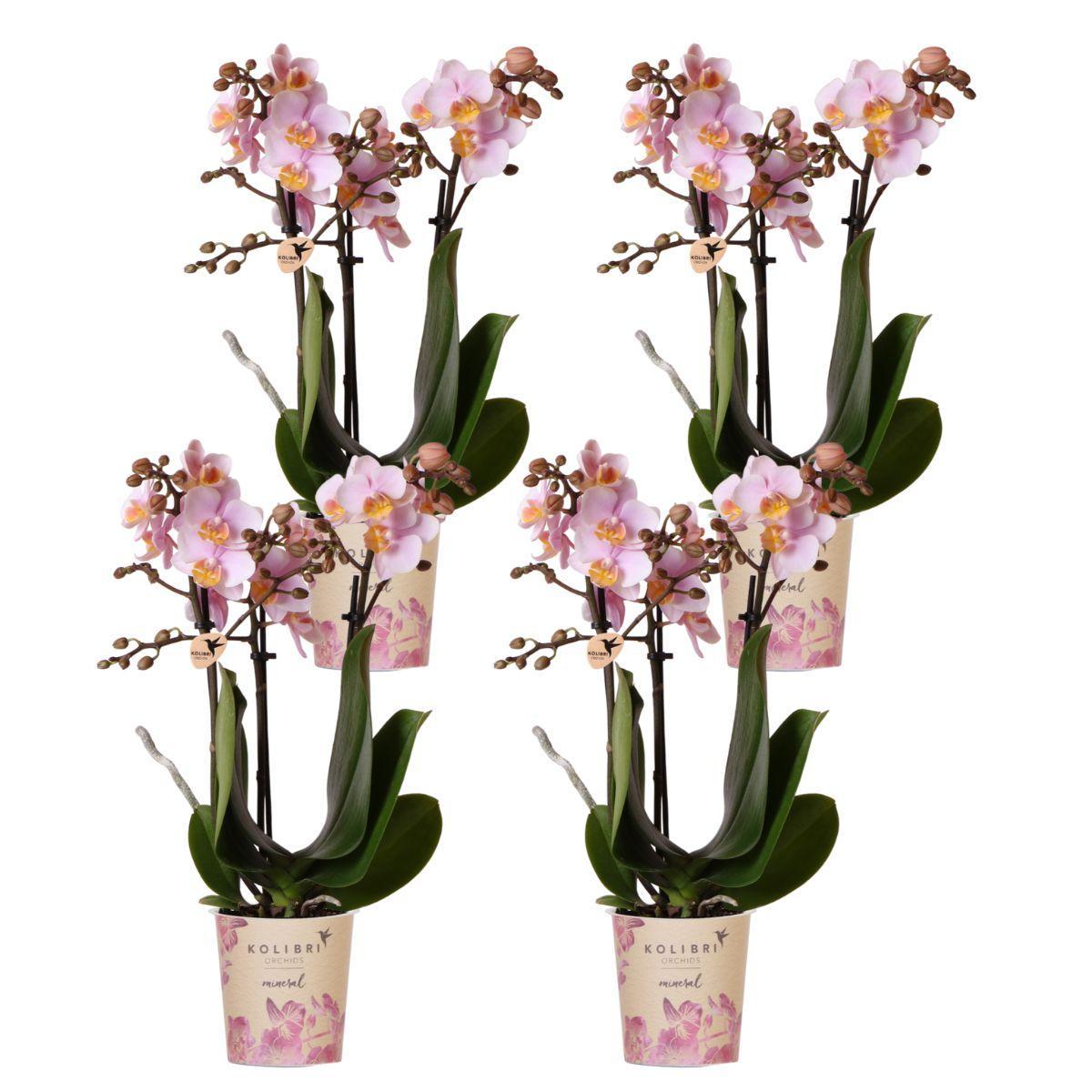 Everspring Kolibri orchids | roze phalaenopsis orchidee - andorra - potmaat ø9cm | bloeiende kamerplant - vers van de kweker kolibri orchids | combi deal van 4 roze 