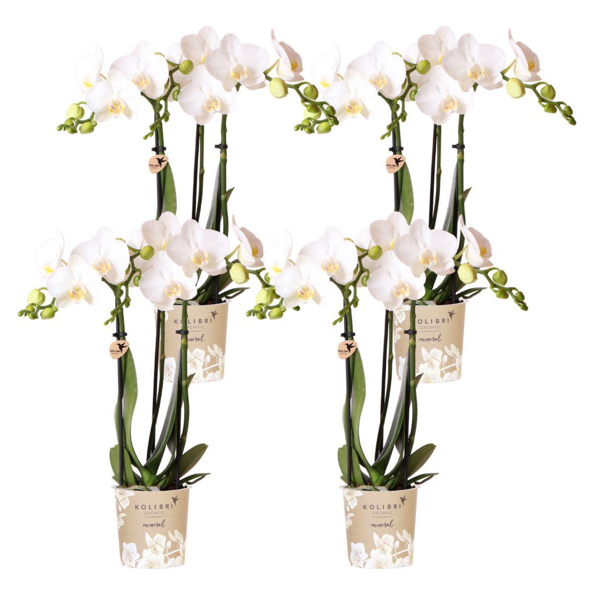 Everspring Kolibri orchids | witte phalaenopsis orchidee - amabilis - potmaat ø9cm | bloeiende kamerplant - vers van de kweker kolibri orchids | combi deal van 4 wit