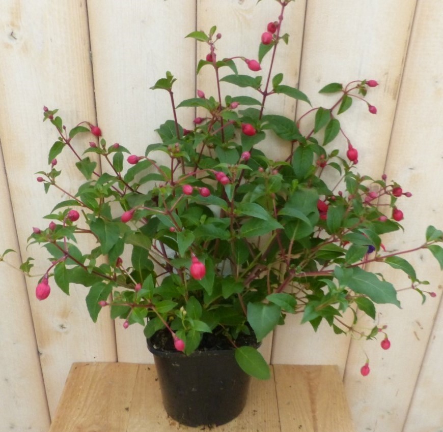 Warentuin Natuurlijk Fuchsia Donker-roze - 