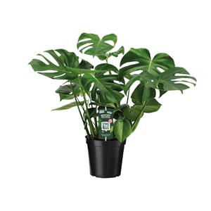 Everspring Monstera deliciosa - gatenplant - 65cm - ø21 monstera deliciosa - gatenplant - 65cm - ø21 - ø21 - 65cm