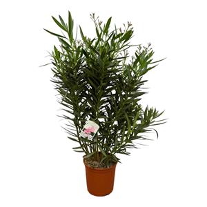 Everspring Nerium oleander struik met witte bloem - 110 cm - ø27cm nerium oleander struik met witte bloem - 110 cm - ø27cm