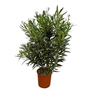 Everspring Nerium oleander struik met rode bloem - 110 cm - ø27cm nerium oleander struik met rode bloem - 110 cm - ø27cm