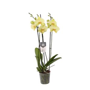 Everspring Phalaenopsis volterra - 3 tak - 60 cm - ø12cm phalaenopsis volterra - 3 tak - 60 cm - ø12cm
