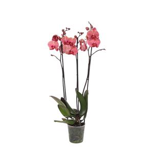 Everspring Phalaenopsis narbonne - 3 tak - 60 cm - ø12cm phalaenopsis narbonne - 3 tak - 60 cm - ø12cm