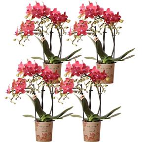 Everspring Kolibri orchids | rode phalaenopsis orchidee - congo - potmaat ø9cm | bloeiende kamerplant - vers van de kweker kolibri orchids | combi deal van 4 oranje 