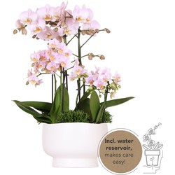 Kolibri Orchids | roze plantenset in Scandic dish incl. waterreservoir | drie roze orchideeën en drie groene planten | Field Bouquet roze met zelfvoorzienen