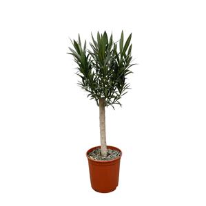 Everspring Nerium oleander op stam met rode bloem - 110cm - ø22