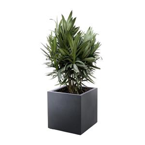 Everspring Nerium oleander struik met rode bloem - 110cm- ø22