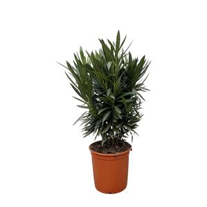 Everspring Nerium oleander struik met witte bloem - 110cm- ø22