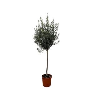 Everspring Olea europaea op stam - 160cm- ø24