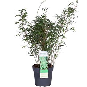 Everspring Fargesia rufa - niet woekerende bamboe fargesia rufa - niet woekerende bamboe - ø23 - ↨80cm