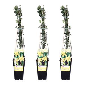 Everspring Jasminum nudiflorum - ↨65cm - ø15 3x - jasminum nudiflorum - ↨65cm - ø15