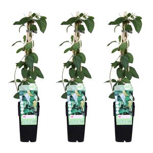 Everspring Lonicera japonica 'halliana' - ↨65cm - ø15 3x - lonicera japonica 'halliana' - ↨65cm - ø15